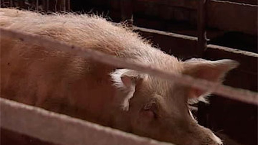 Из-за угрозы африканской чумы в Украине массово уничтожают свиней
