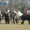 В Непале идет подготовка к финалу чемпионату мира по игре в поло на слонах