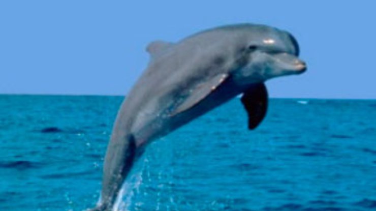 Акустический шум убивает морских млекопитающих