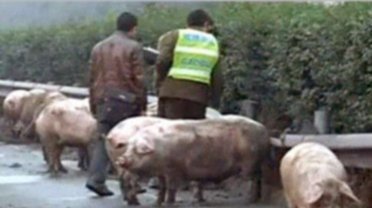 В Китае свиньи заблокировали движение автомобильного шоссе