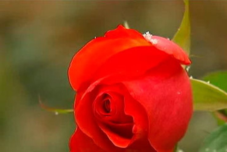 В Киево-Печерской Лавре расцвела роза