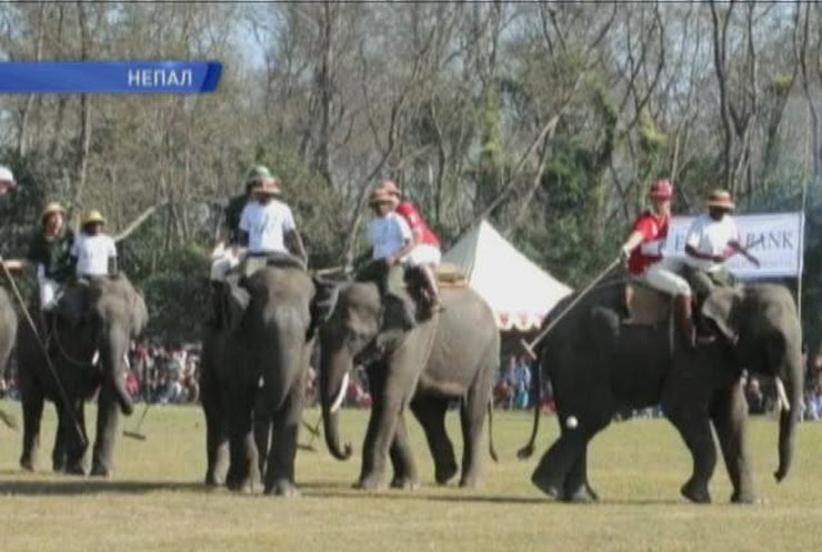 В Непале идет подготовка к финалу чемпионату мира по игре в поло на слонах