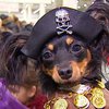 В Киеве проходит грандиозная выставка собак