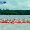 В Мексику слетелись на зимовку тысячи фламинго
