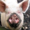 Оренбургские свиньи заболели африканской чумой