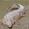 В Австралии крокодил загнал на дерево двух рыбаков