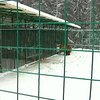 На Закарпатье открыли центр реабилитации медведей
