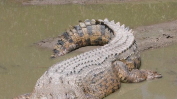 В Австралии крокодил загнал на дерево двух рыбаков