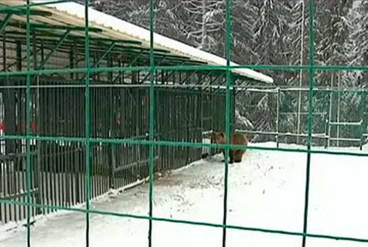 На Закарпатье открыли центр реабилитации медведей