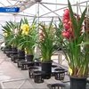 В Китае зацвели орхидеи