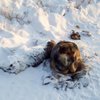 Борцы с бездомными животными хотят убить русского Хатико