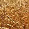 Эксперты: Аграрии из-за гибели озимых потеряли миллиарды гривен