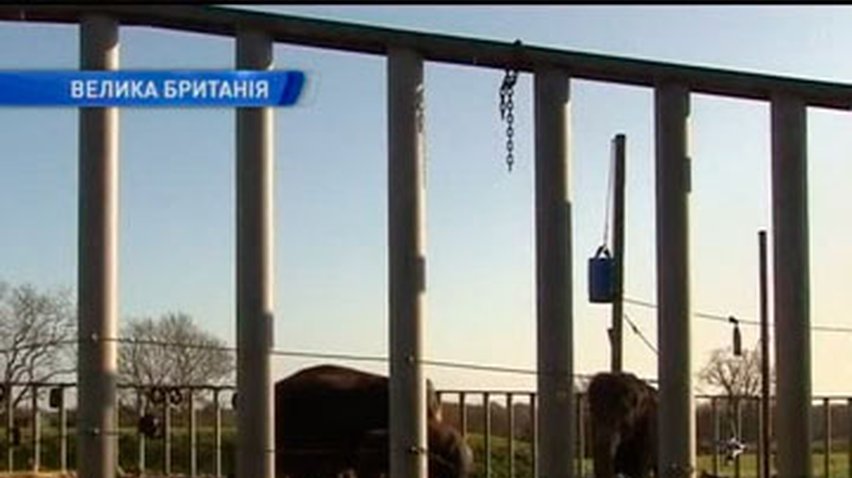 Слонята из Лондонского зоопарка получили свои рождественские подарки
