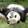 В Китае арестовали мужчину, пытавшегося "толкнуть" туристам чучело панды