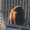Медведь доехал в мусоровозе до Ванкувера "зайцем"