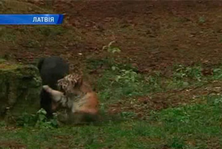 В латвийском зоопарке собака живет с тигром