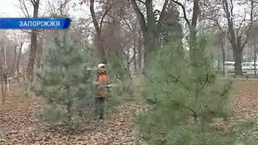 В Запорожье красят ёлки для борьбы с браконьерами