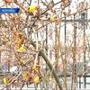 В Черновцах расцвели хризантемы