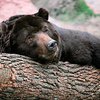 В США обнаружили спящего медведя  в подвале дома