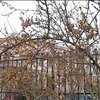 В Черновцах зацвели хризантемы