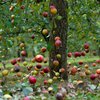 В Англии прошел яблочный дождь