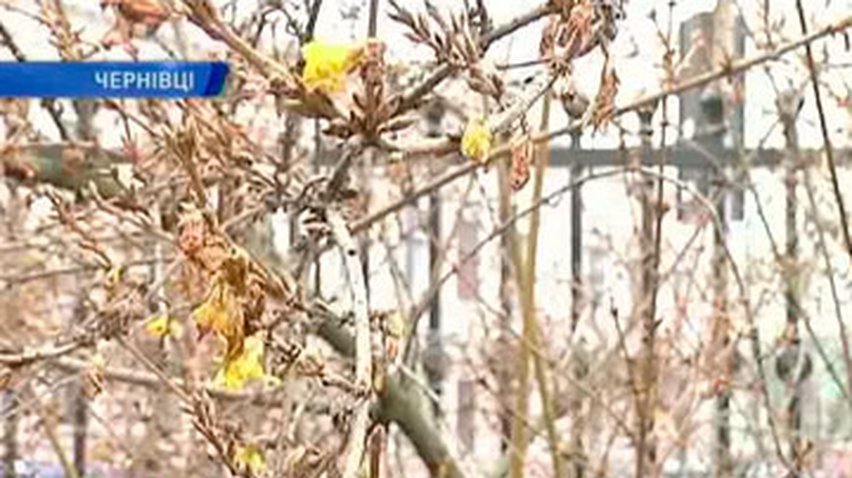 В Черновцах расцвели хризантемы