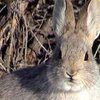 На Буковине от неизвестной болезни гибнут зайцы