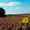 Литвин предлагает продлить мораторий на продажу земли уже завтра
