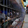 В Гонконге зарежут 17 тысяч кур, опасаясь птичьего гриппа