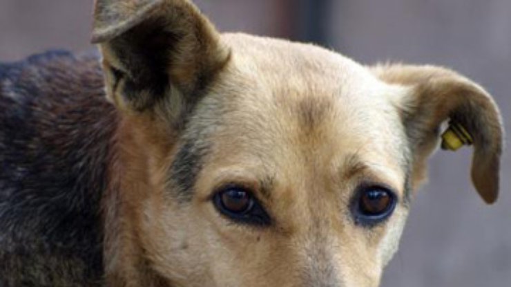 Бездомных собак в Киеве стерилизуют до 2014 года