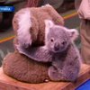 В немецком зоопарке впервые показали детеныша  коалы