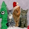 "Поющие коты" представили свой новый хит