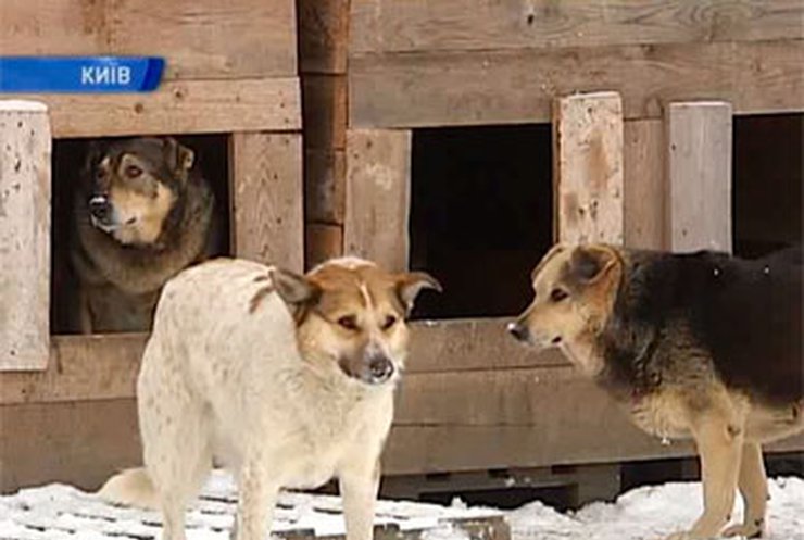 Вчера бешеные животные покусали троих киевлян