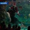 Малайзийский Дед Мороз-водолаз поздравляет морских обитателей