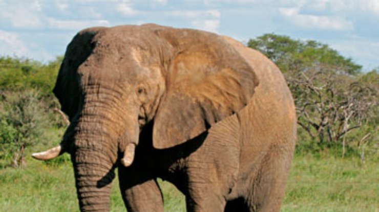 У слонов обнаружили шестой палец