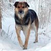 Якутский пес Хатико получил теплую будку