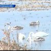 В Черновицкой области более сотни лебедей оказались в опасности
