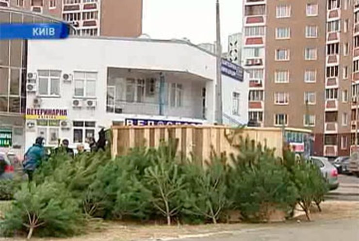 Новогодние елки продают с электронными паспортами