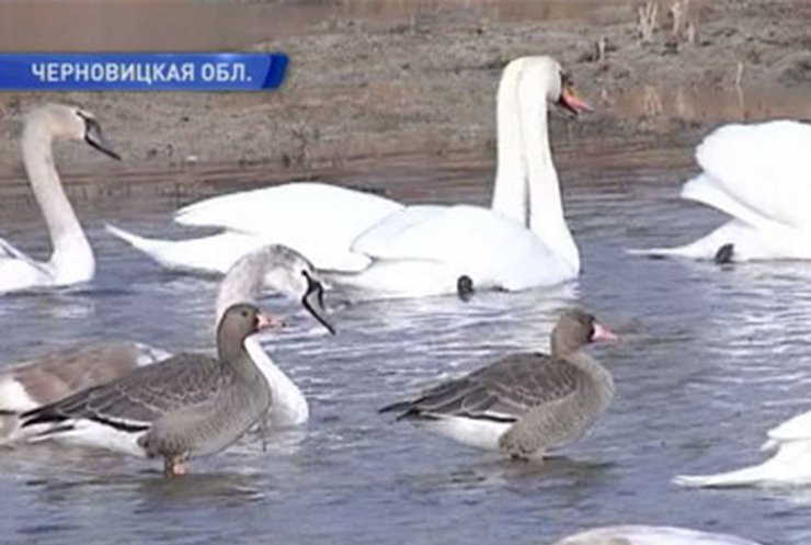 Лебеди в Черновицкой области оказались на грани вымирания
