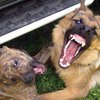 В Одессе бродячие собаки насмерть загрызли бомжа