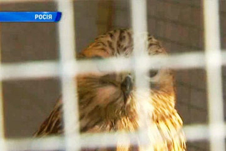 На Камчатке задержали контрабанду редких птиц