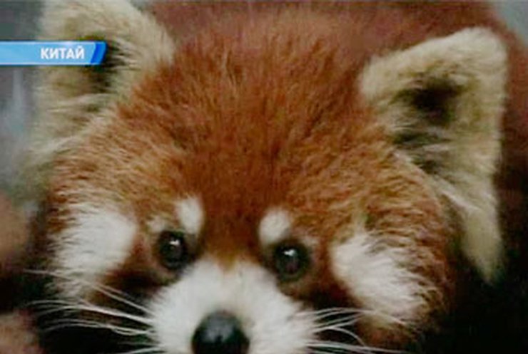 В Китае красные панды ищут приют в человеческих домах