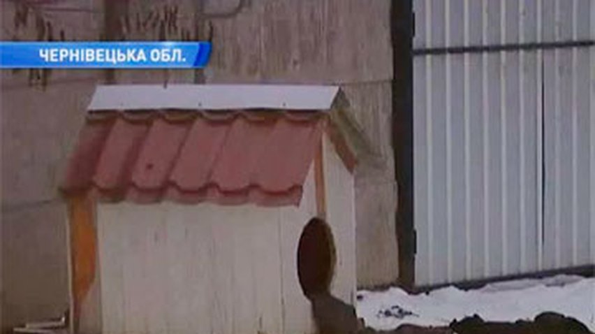 В Черновицкой области ротвейлер загрыз 9-летнюю девочку