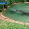 В Австралии крокодил подрался с газонокосилкой