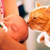 Ученые порекомендовали заводить кошек в детстве