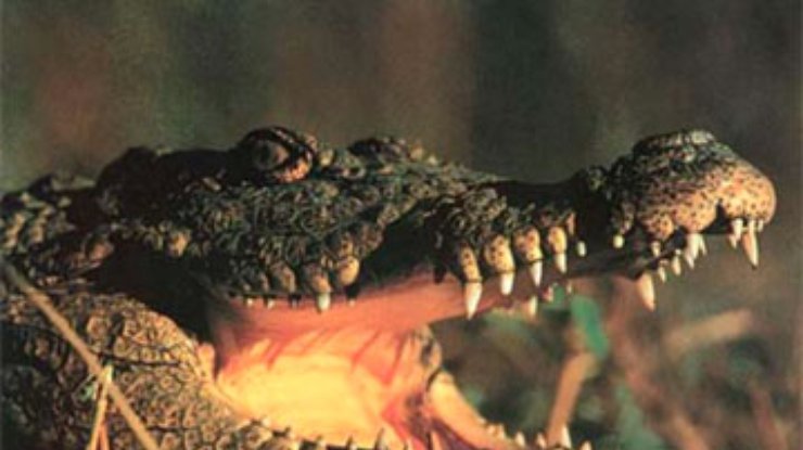 В Австралии крокодил украл газонокосилку у сотрудника зоопарка