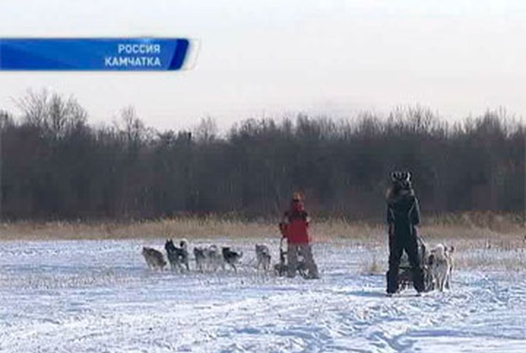 Немецкий ботаник примет участие в гонках на собачьей упряжке