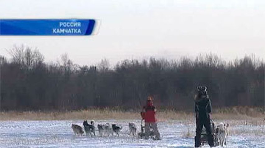 Немецкий ботаник примет участие в гонках на собачьей упряжке