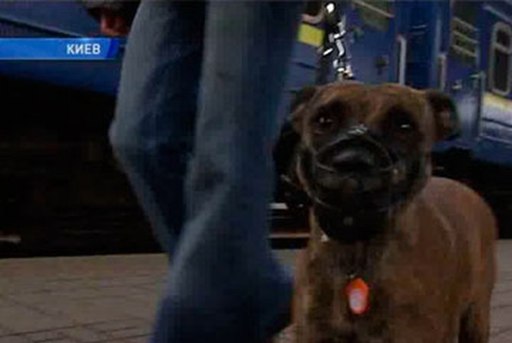 Пассажиры с собаками отныне обязаны выкупать все купе в поезде