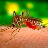 Ученые обьяснили, как комары выбирают себе "жертв"